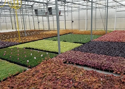 Photo courtesy of Creek Hill Nursery