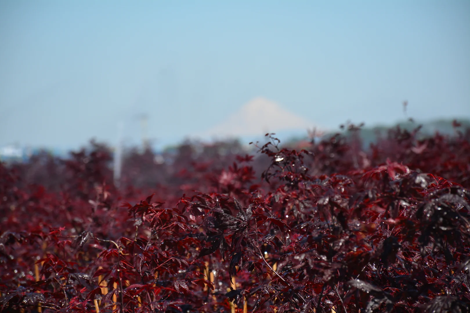 Photo courtesy of Kraemer's Nursery