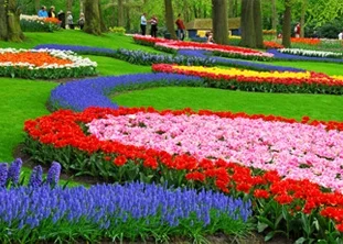 Photo courtesy of Vanderberg Bulb Company