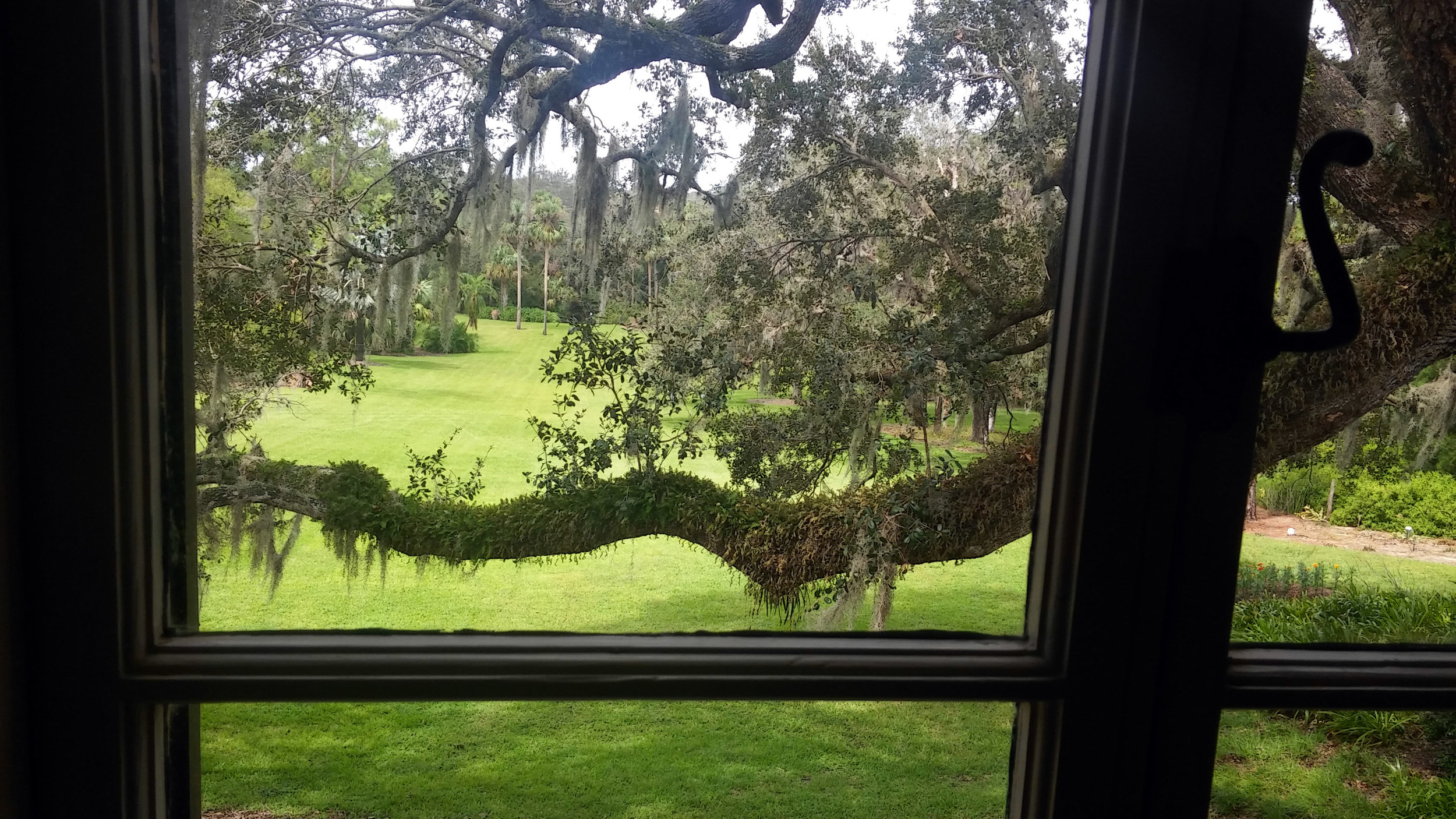 Cool view of an oak branch and a hill slope.