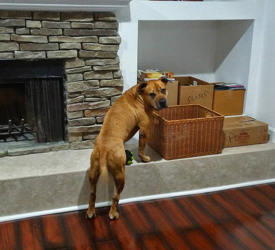 Soc trying to find his toys right after the move.