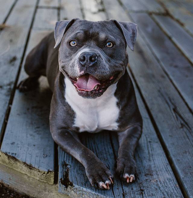 gracie.jpg