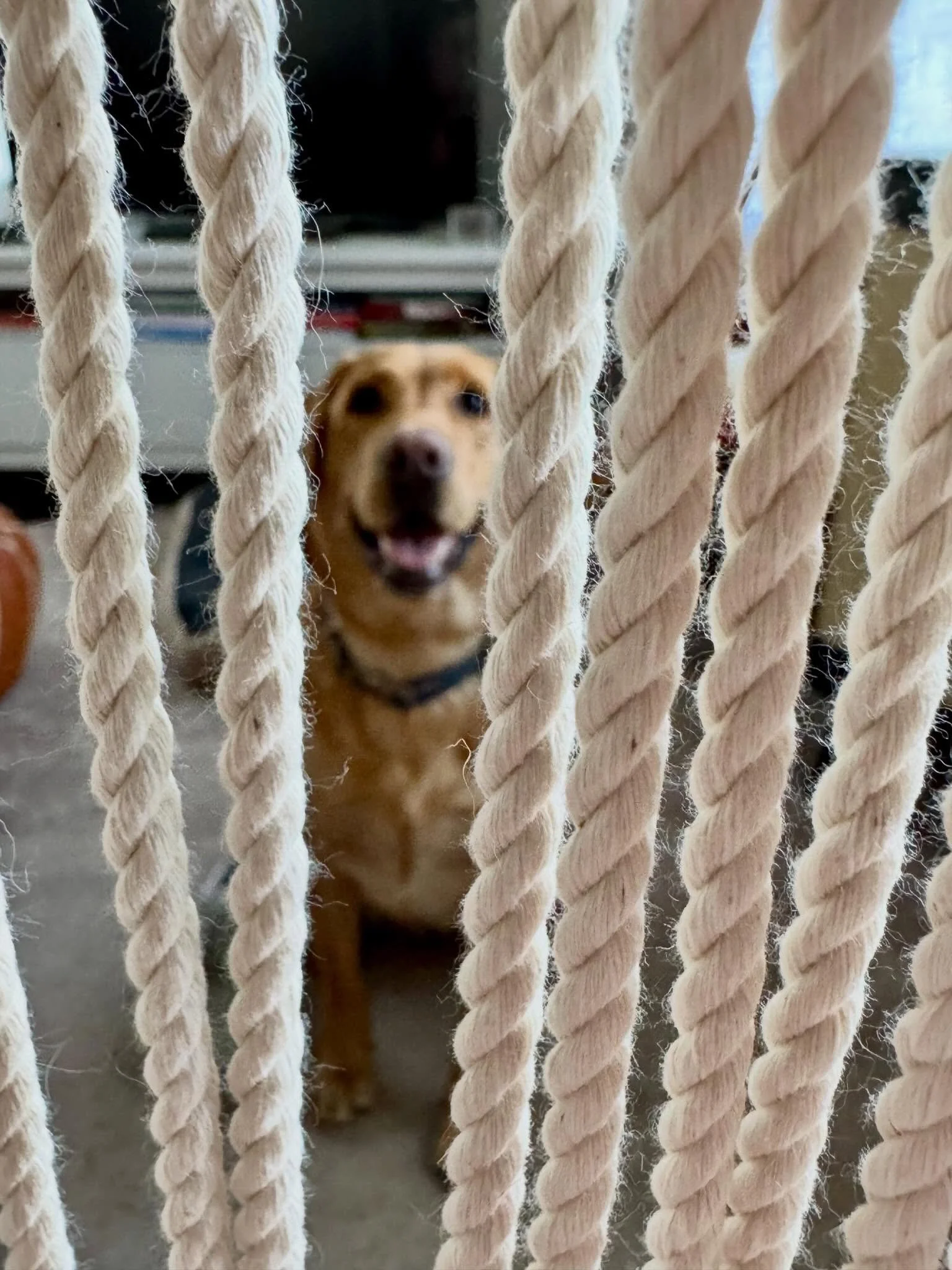 Working on something new today&hellip; slow knots, soft textures, and a whole lot of intention 🤍

&hellip;plus one very enthusiastic assistant who is convinced this is actually playtime 🐾

She&rsquo;s been &ldquo;testing&rdquo; the cords, supervisi