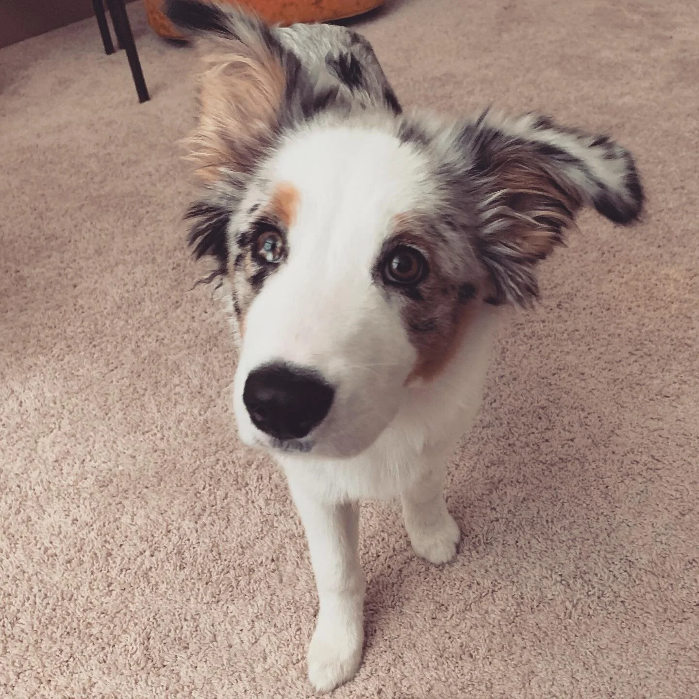 &ldquo;Go outside Louie?&rdquo; #dogstagram #dogsofinstagram #australianshepherd #aussiesofinstagram #doglife #austintexas