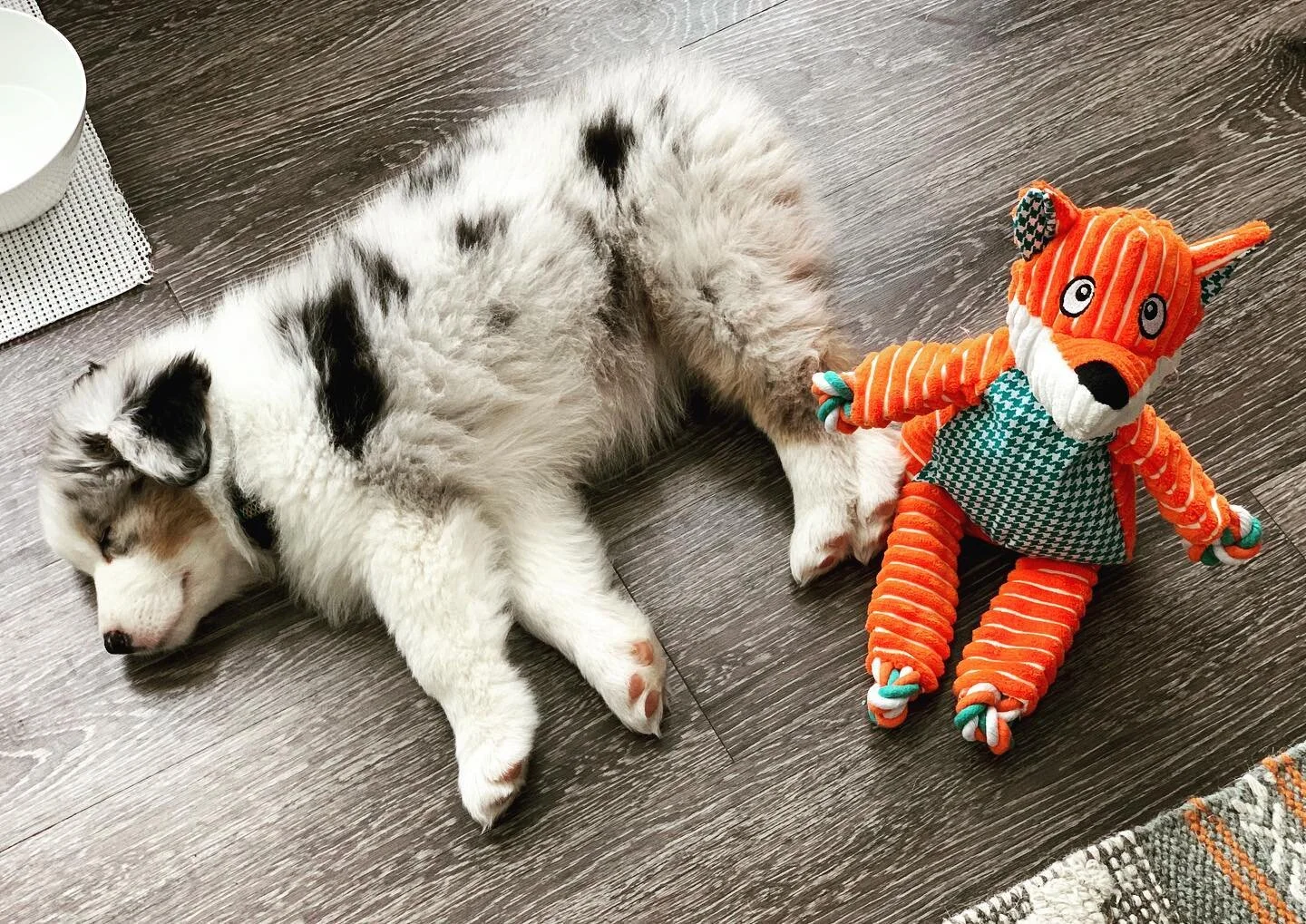 Sleepy Louie... #australianshepherd #aussie #aussiesofinstagram