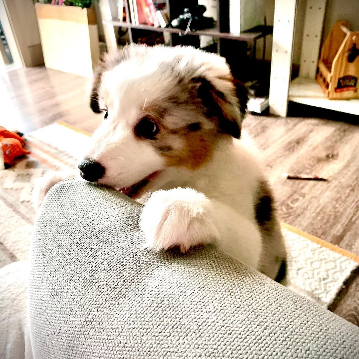 Thanks to this little girl I&rsquo;m keeping my sanity during these crazy times. #aussiepuppy #australianshepherd #aussiesofinstagram #aussiesofaustin #aussiesoftexas