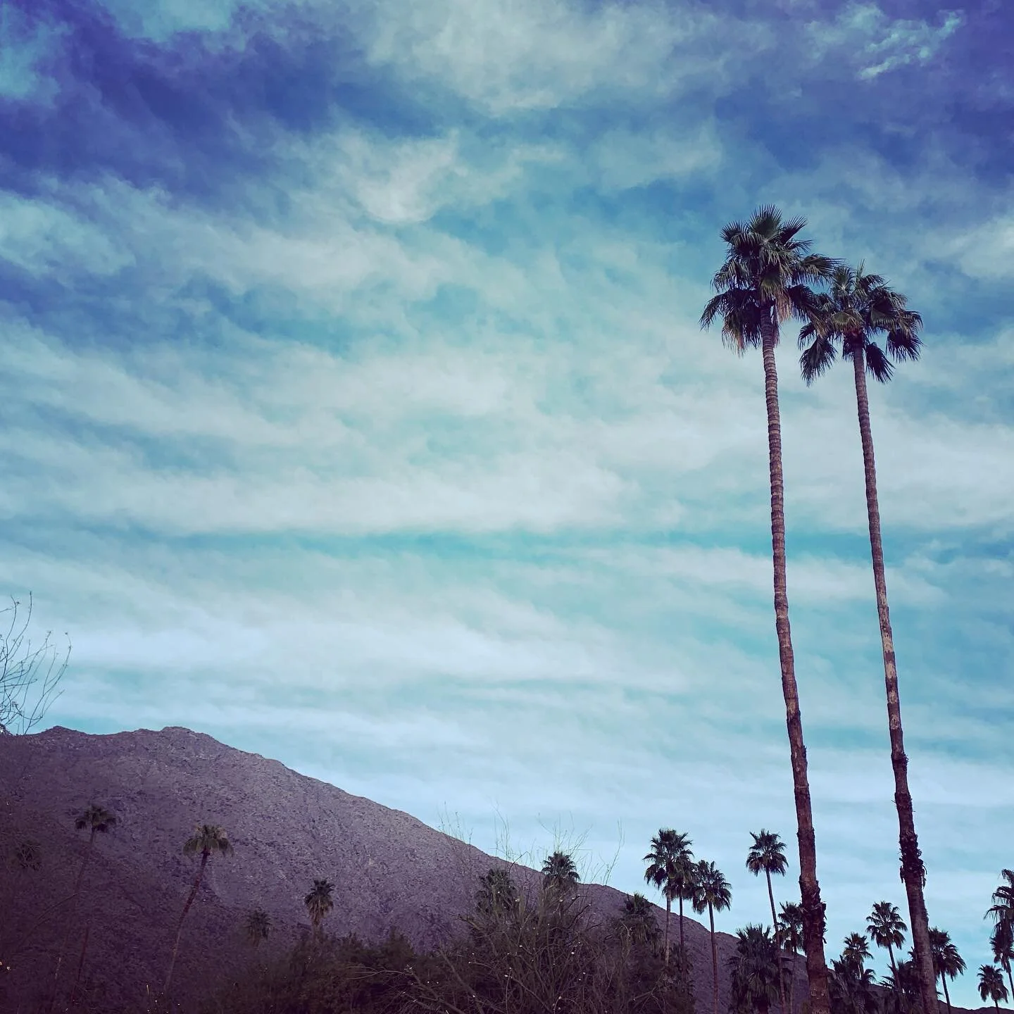 #palmsprings #palmtrees