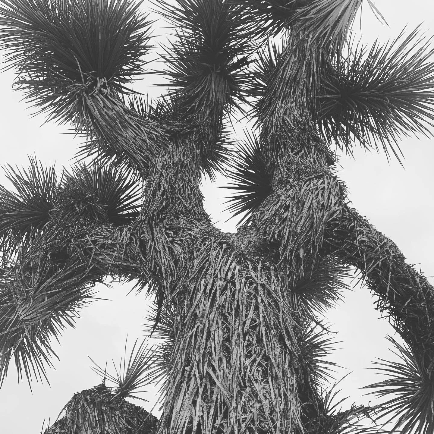 #joshuatree  #joshuatreenationalpark