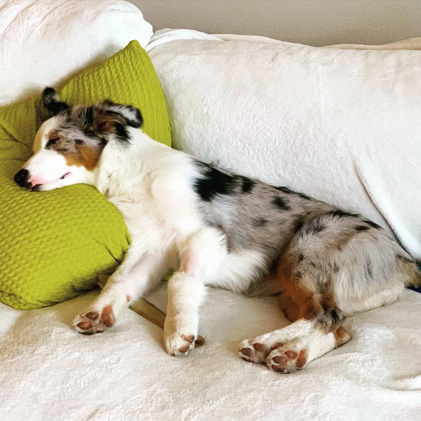 &ldquo;Dance while the devil sleeps&rdquo; #ausiesofinstagram #australianshepherd #ausiesofaustin #dogdad #dogdadsofinstagram #naptime