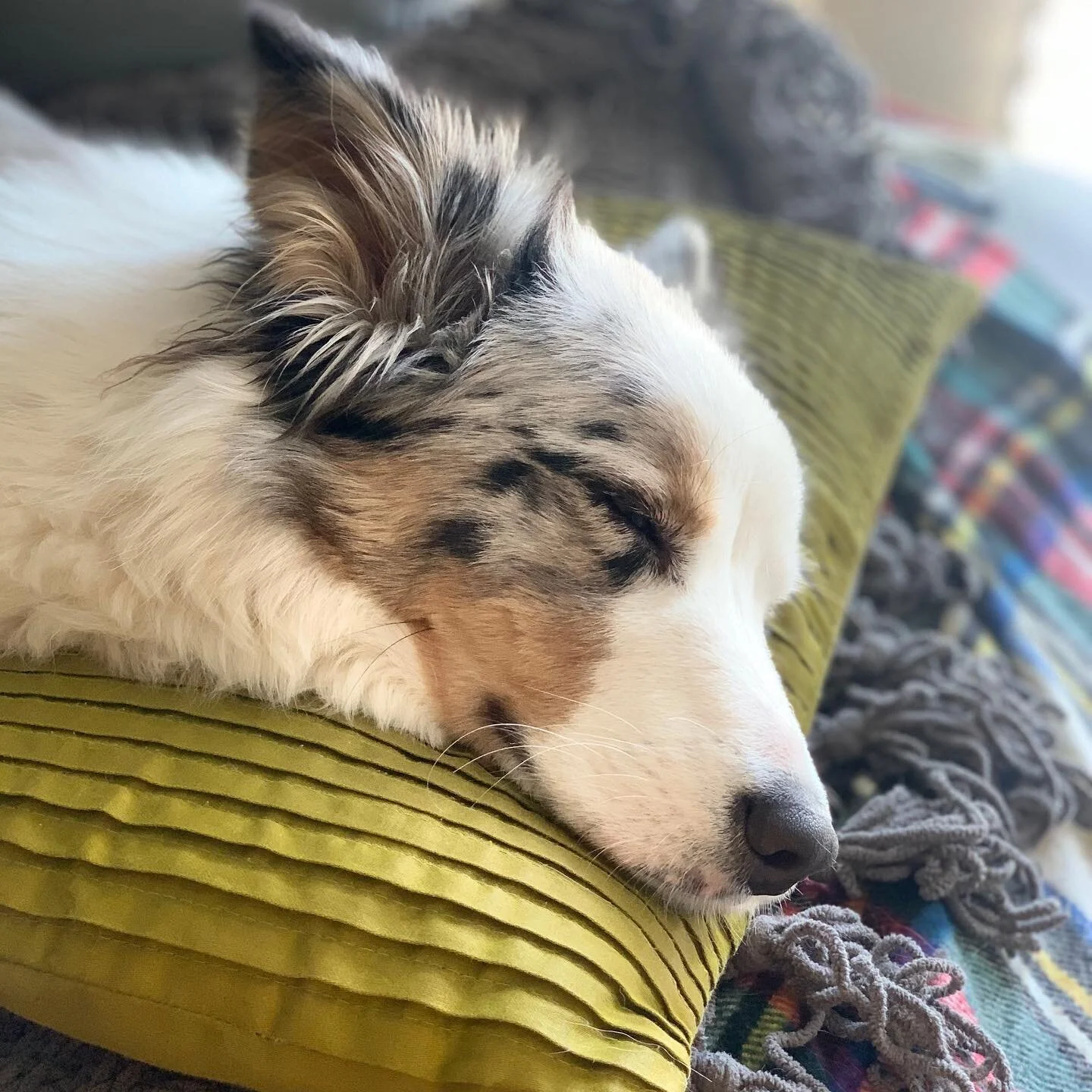 Rough day at the office. #australianshepherd