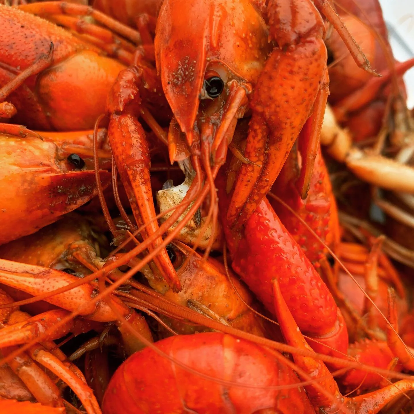 #crawfish #crawfishboil #crawfishseason