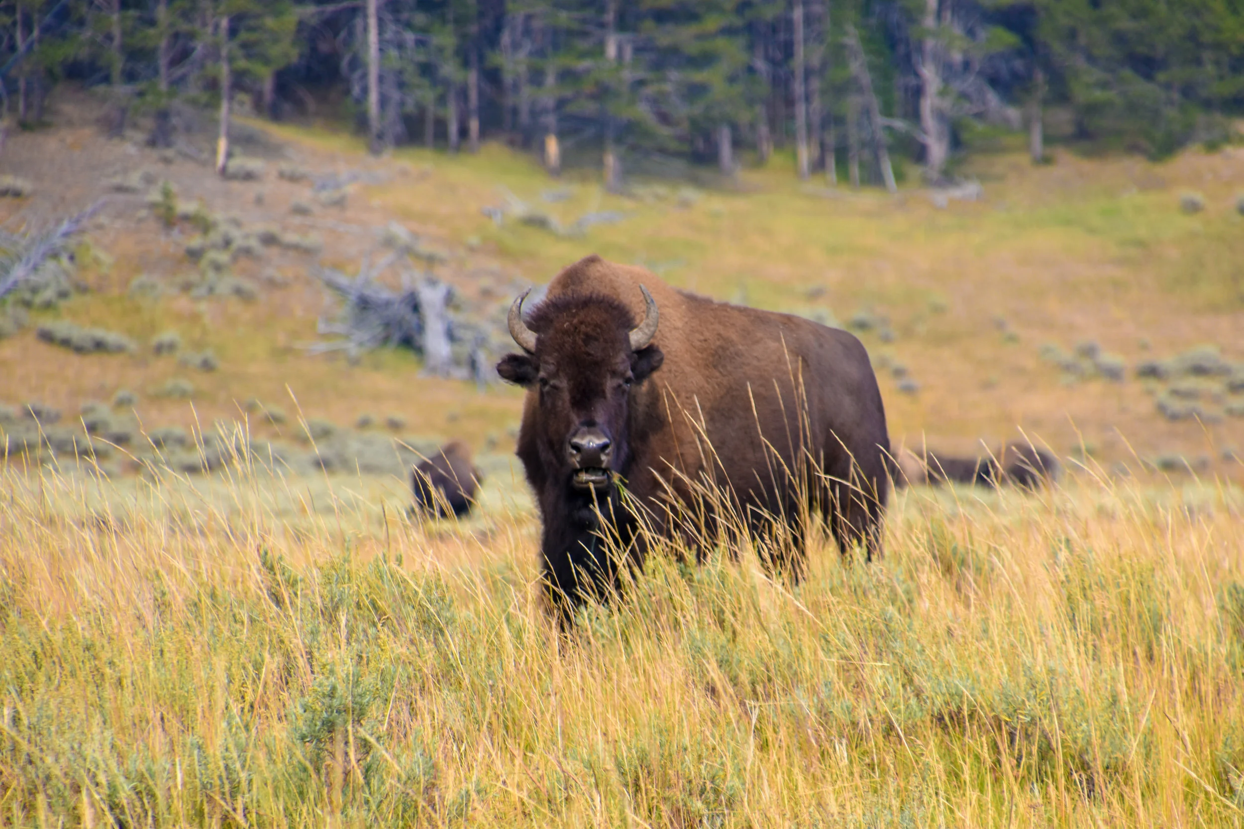 DSC_0733.jpg