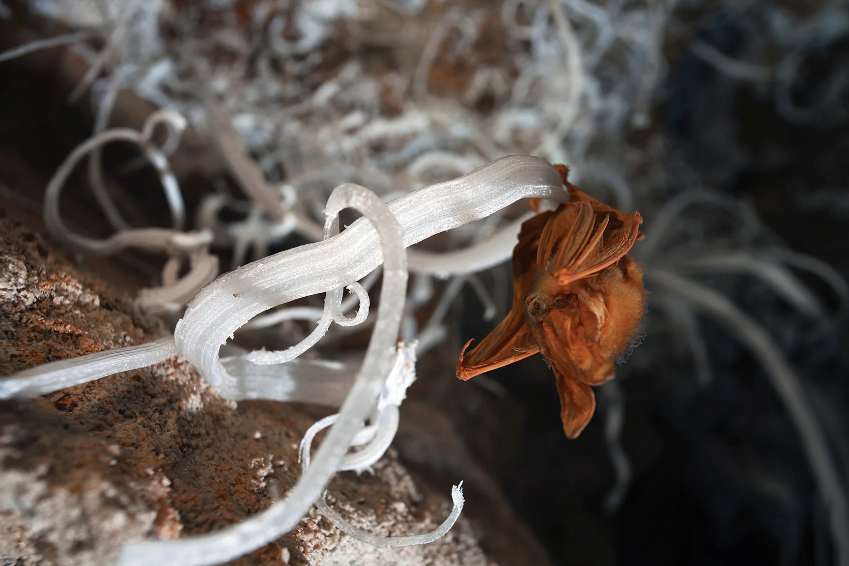 A mummified bat clings to a gypsum flower. Photo by Stephen Eginoire
