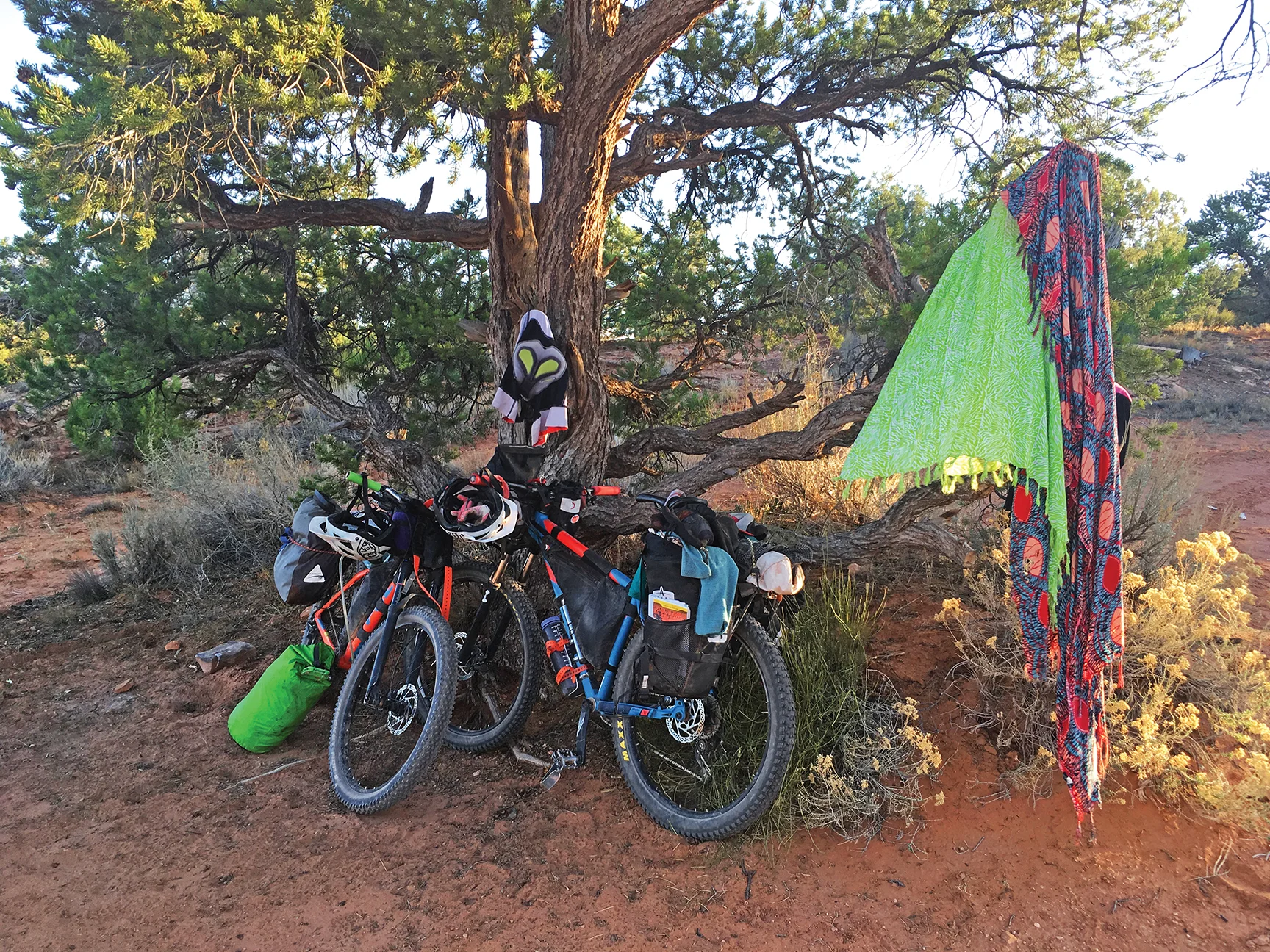 Bikes rest in the shade of a Pinyon Pine. Photo by Ashley Carruth