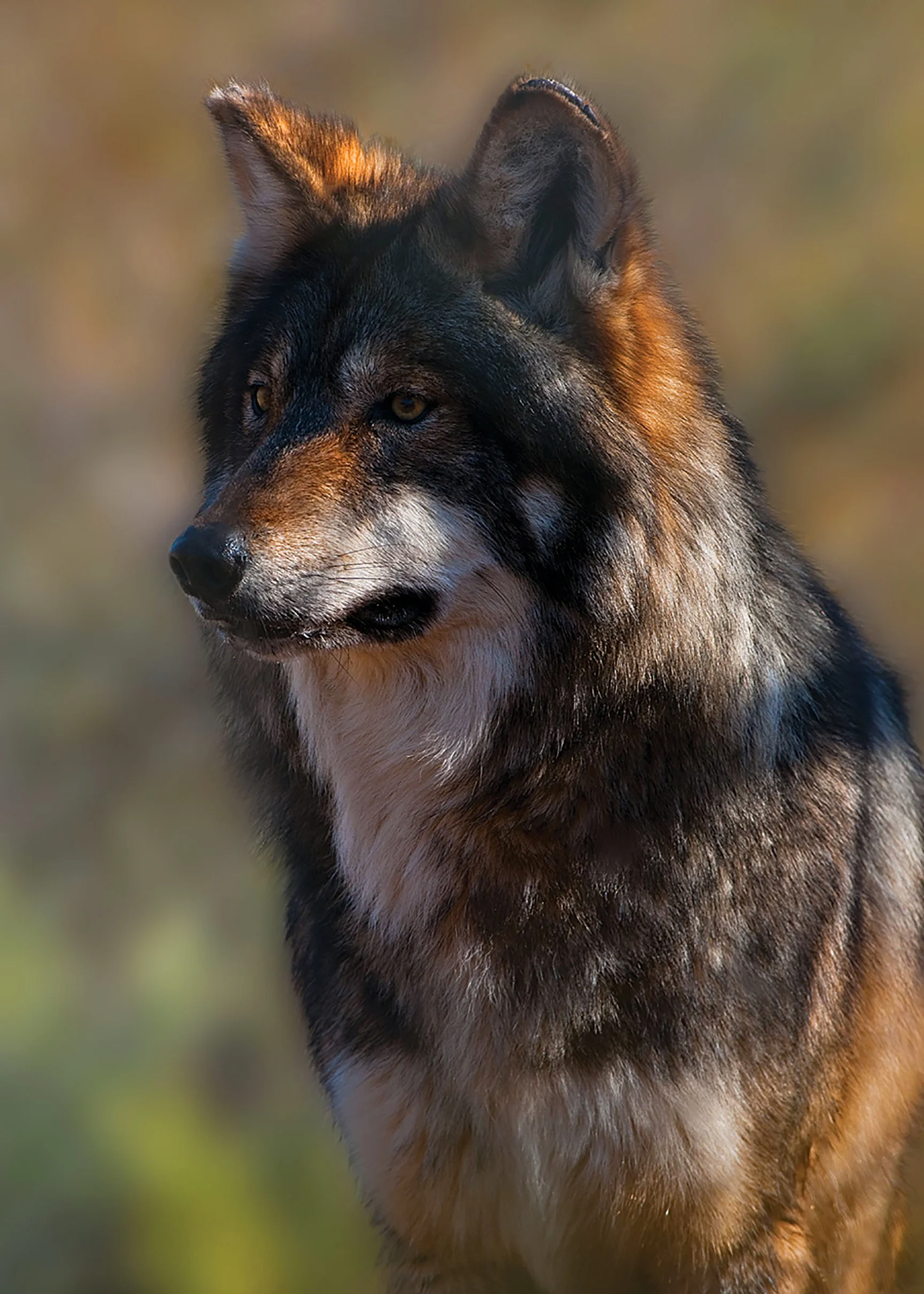 A Mexican gray wolf, another species whose survival depends on borderlands habitats. Photo by Robin Silver