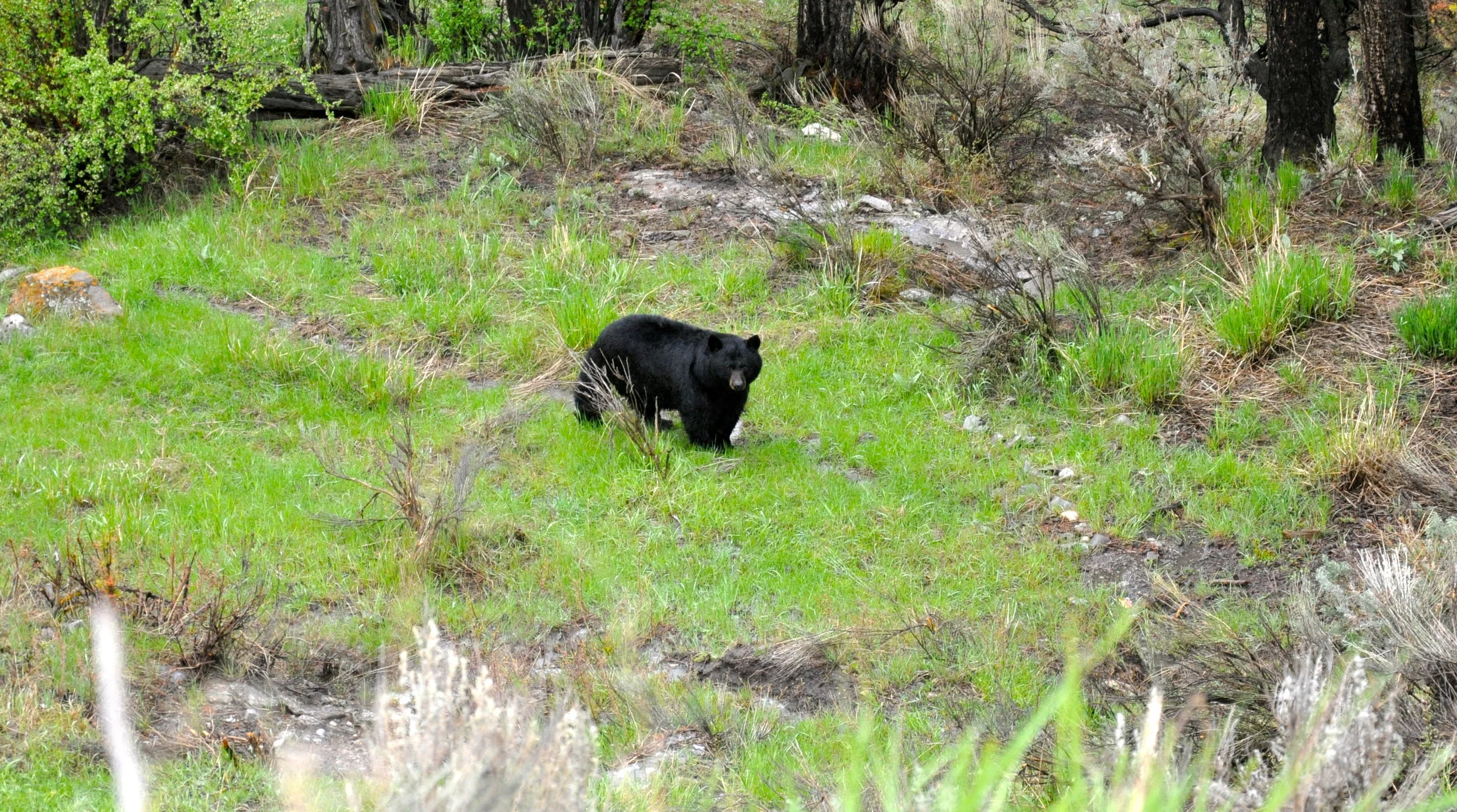 Predator Hunting-066.jpg