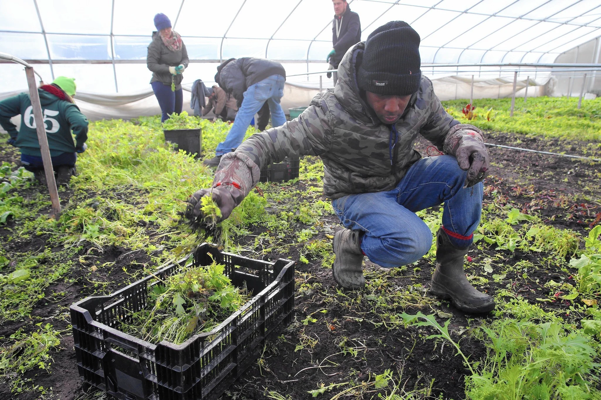 ct-chicago-urban-farming-year-ahead-1222-biz-20161220.jpg