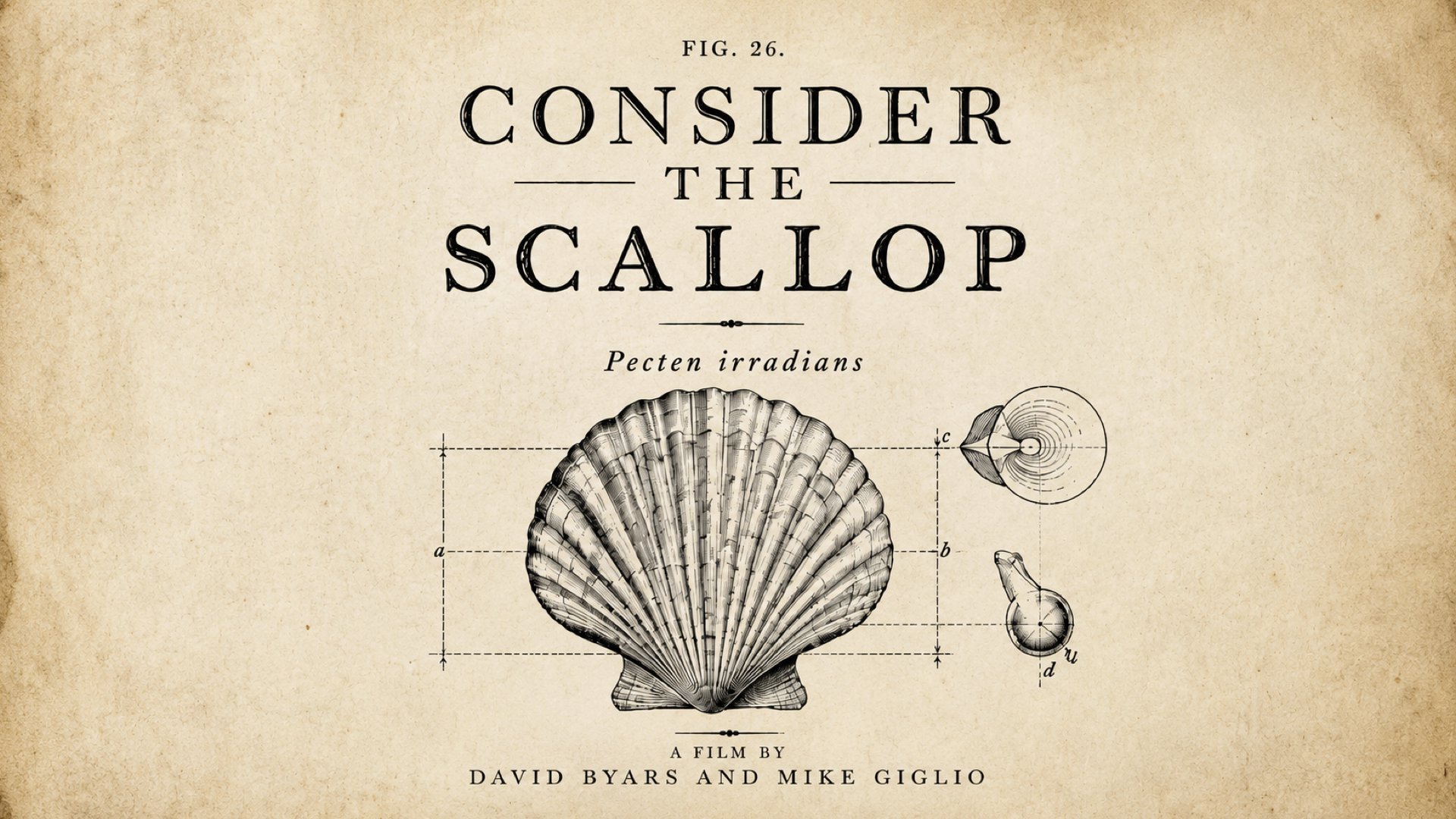 Consider the Scallop_v3.001.jpeg