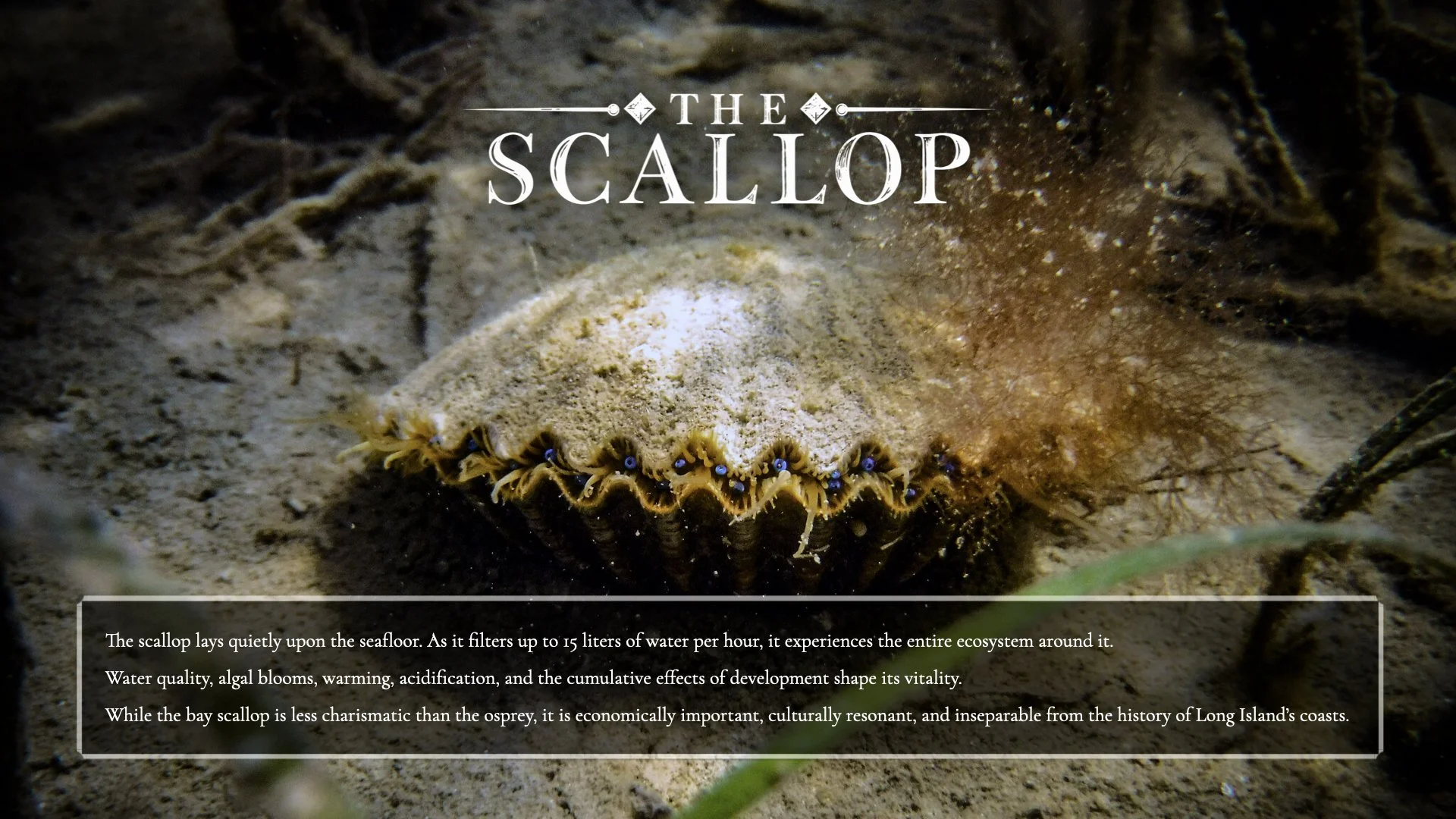 Consider the Scallop_v3.015.jpeg