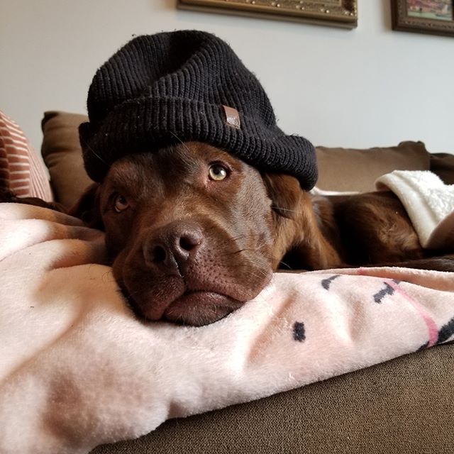 Feeling cute rn. Might delete later. Idk. 
#hipster #hipsterdog #fashion #icon