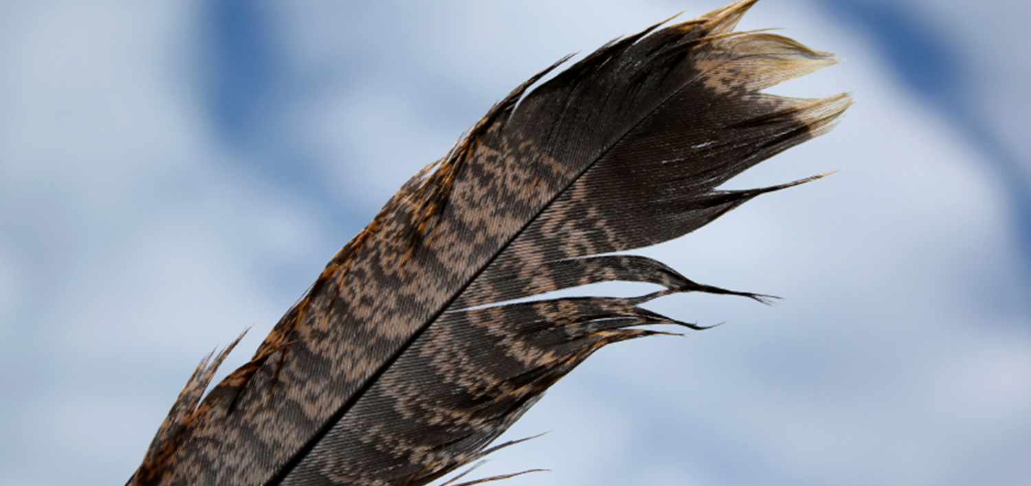 aboriginal_feather.png
