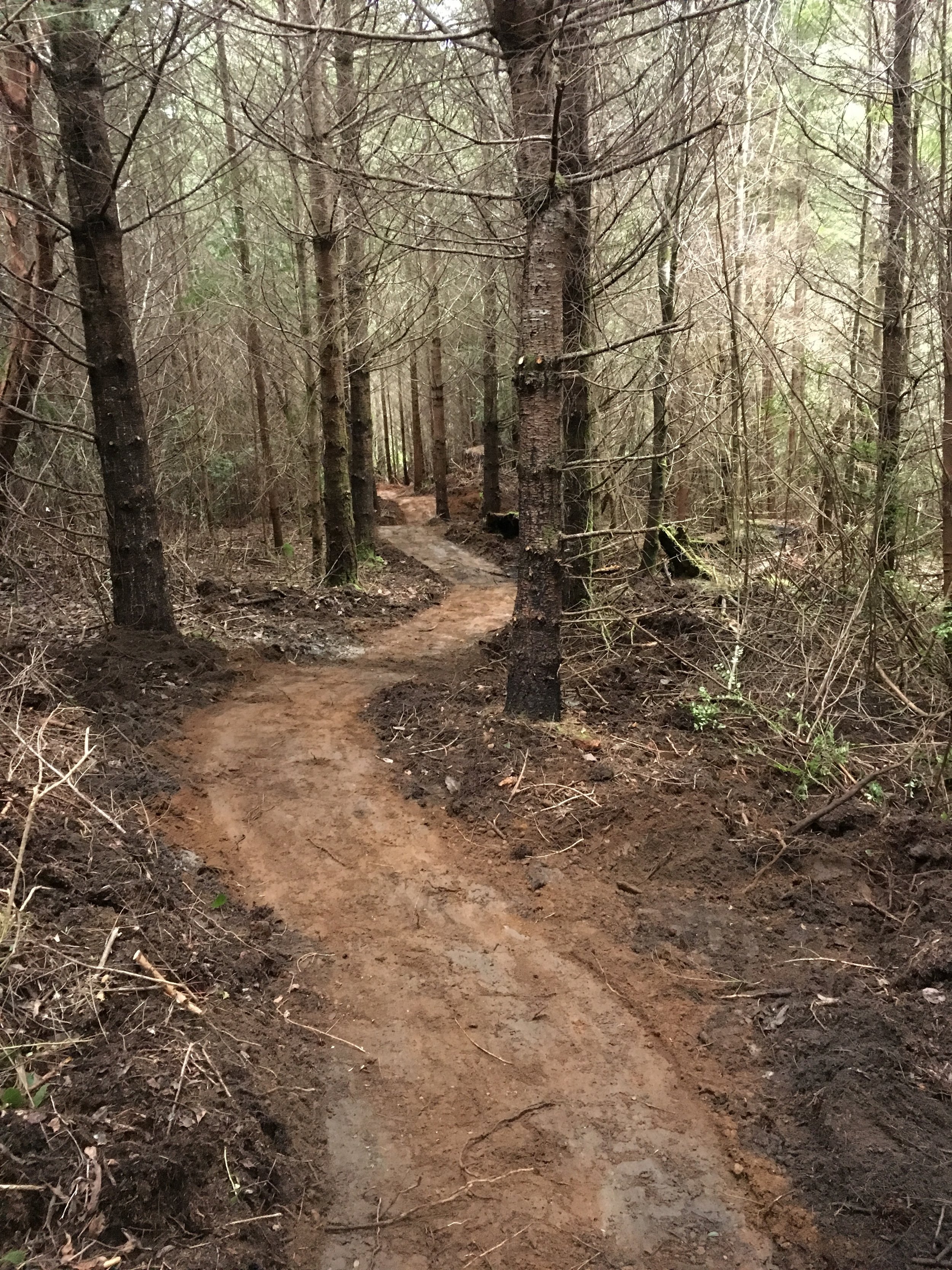Thurston Hills Park, Beginner Flow Trail, Thurston OR