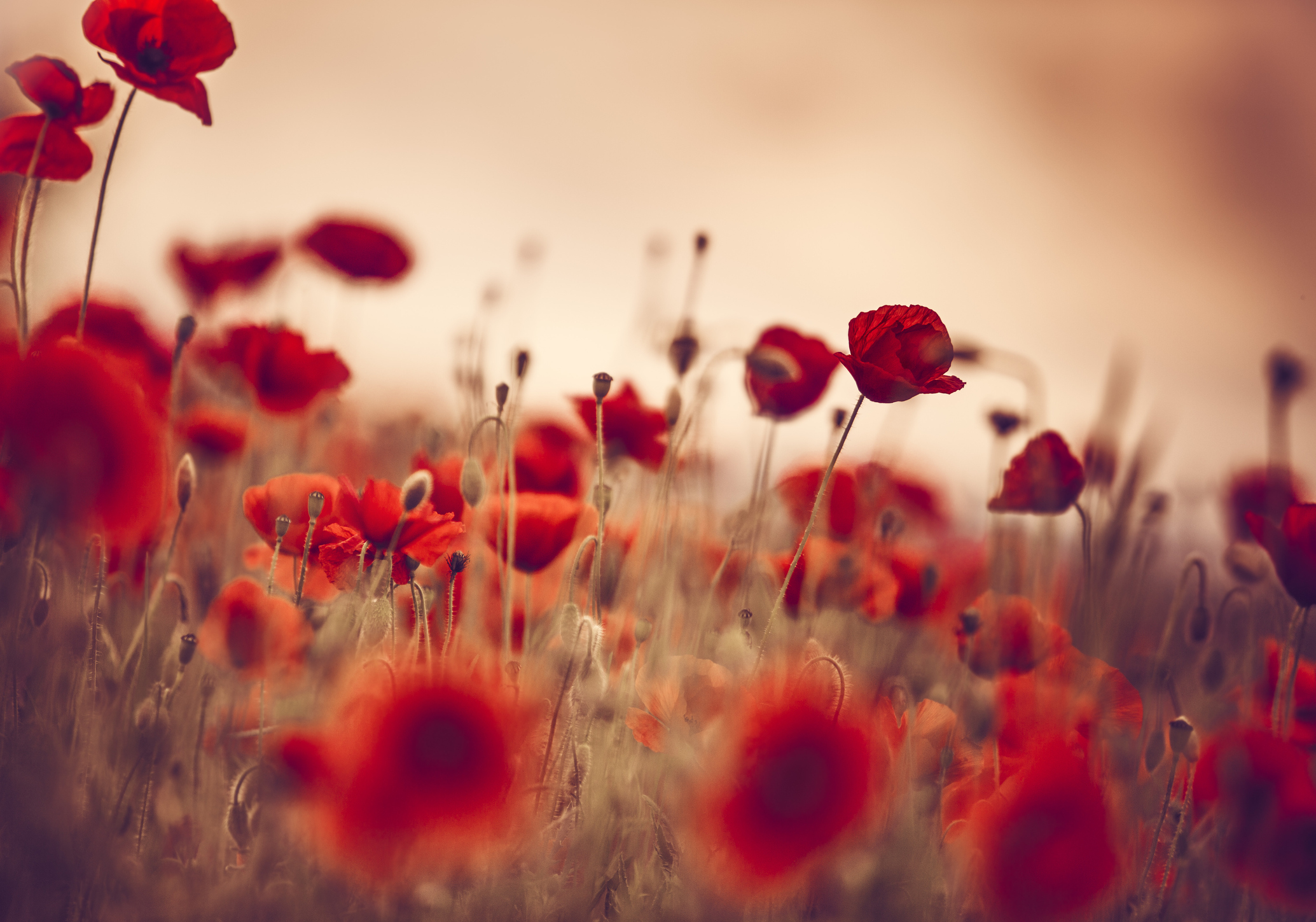 The Heart : Season - Summer ; Color - Red