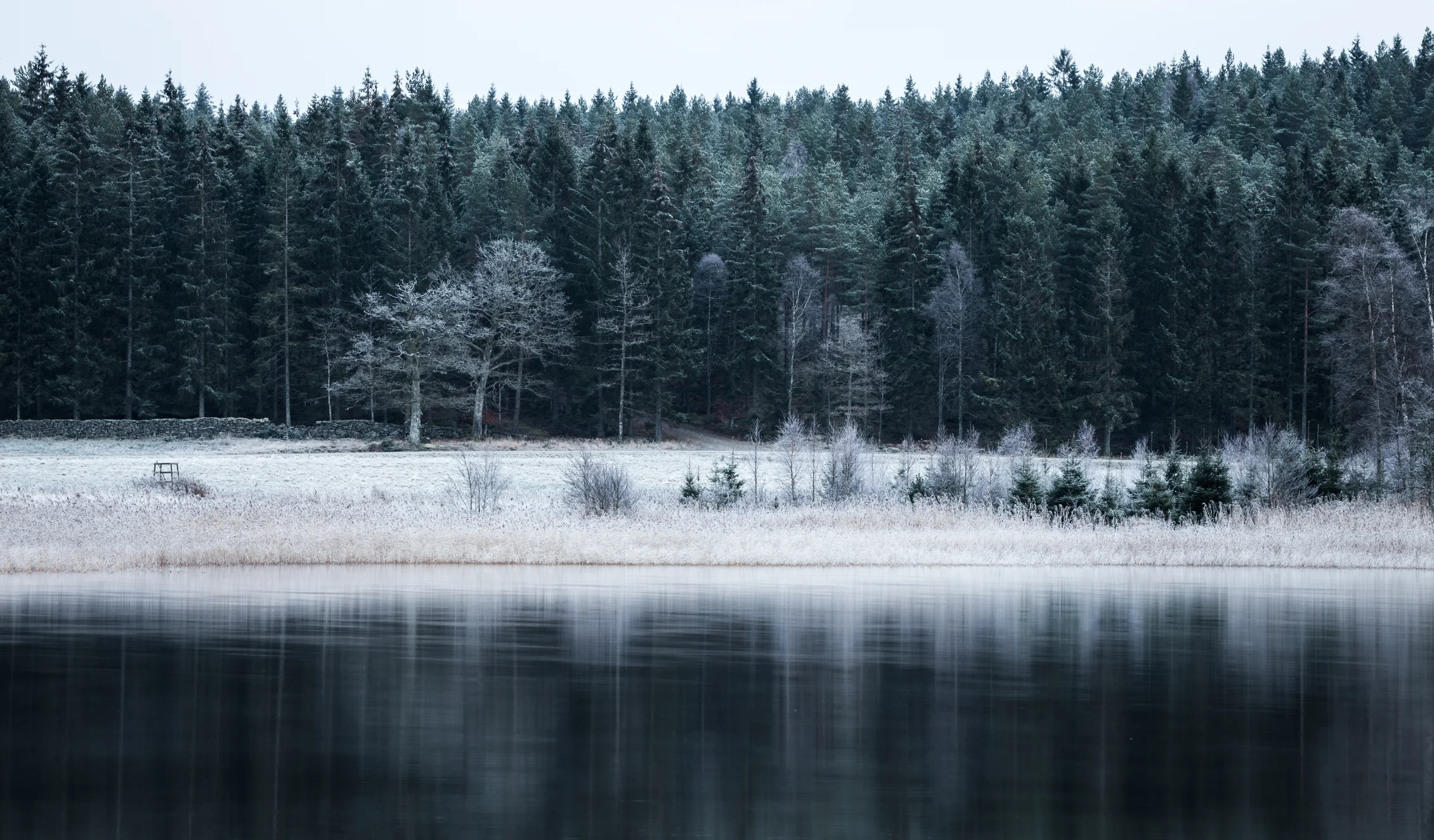 The Kidney : Season - Winter ; Color - Black