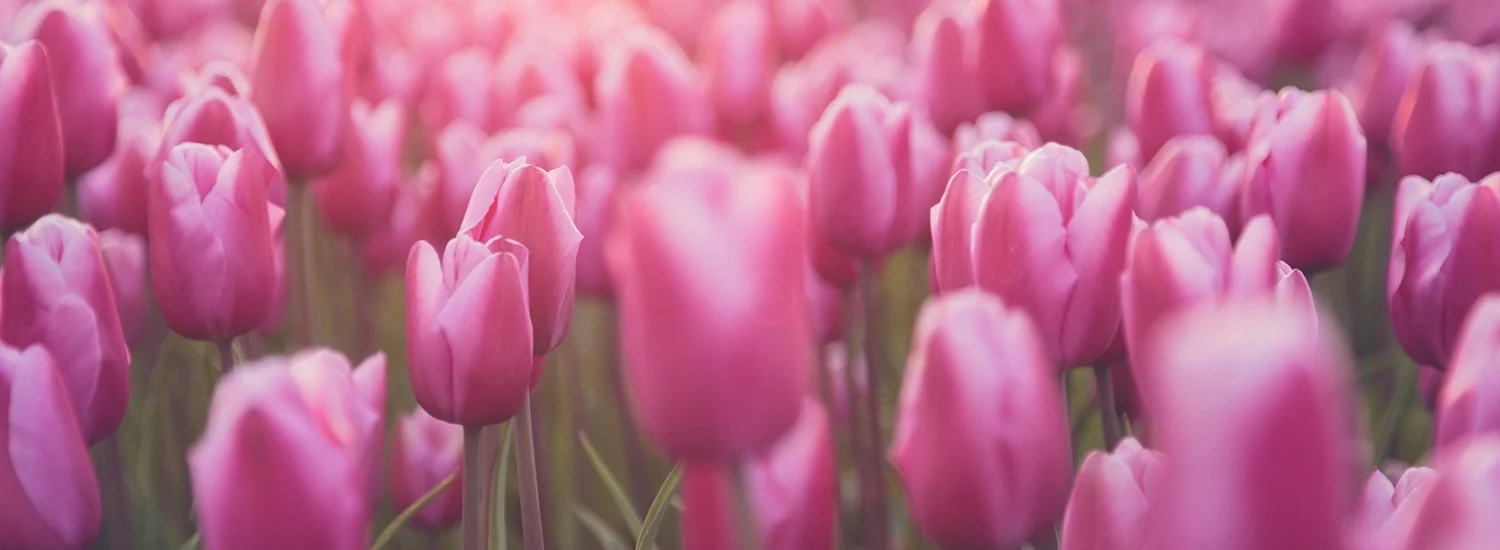 iStock-512455584.jpg