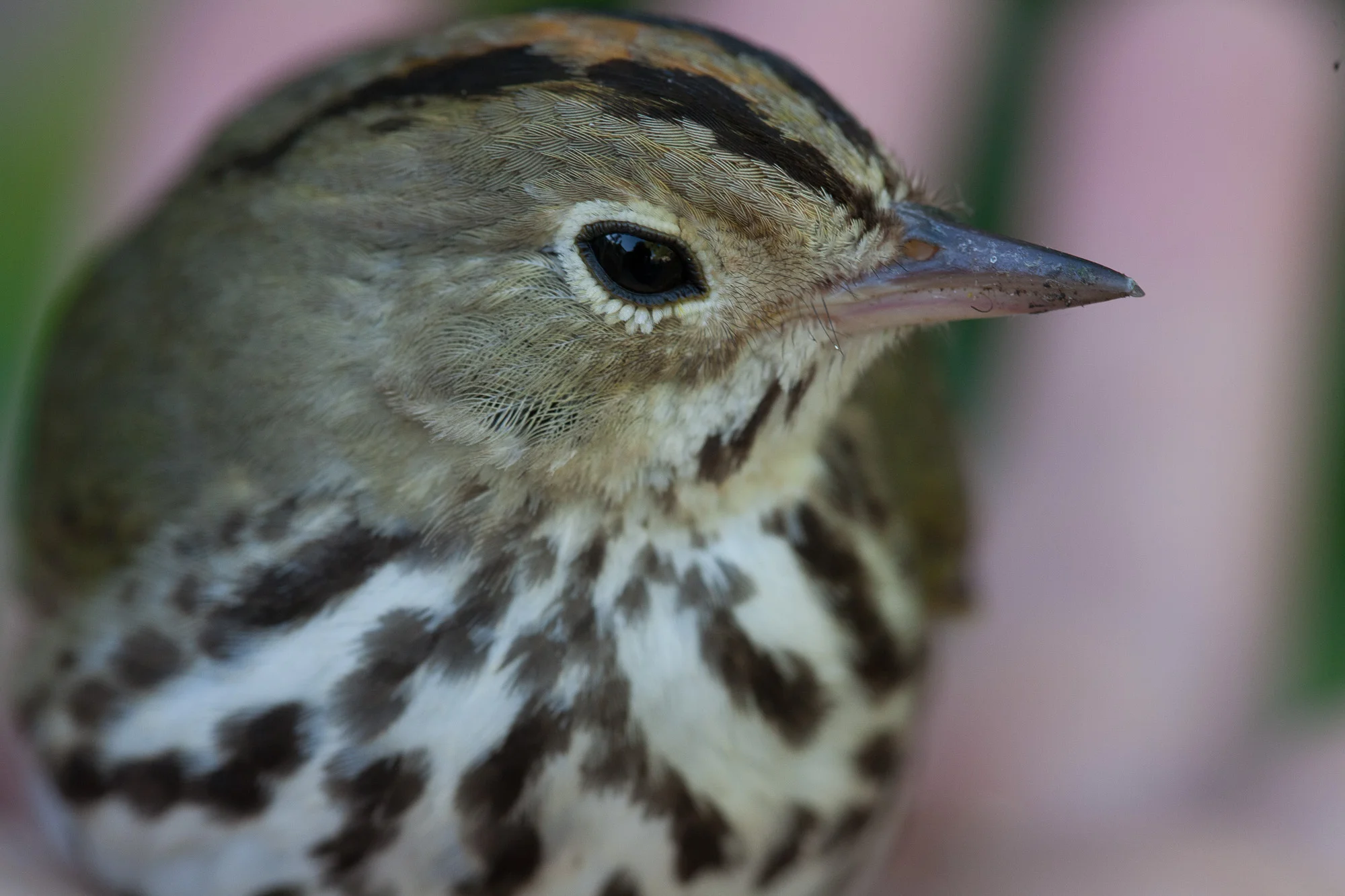 2014GardenOvenBird-9653-1.jpg