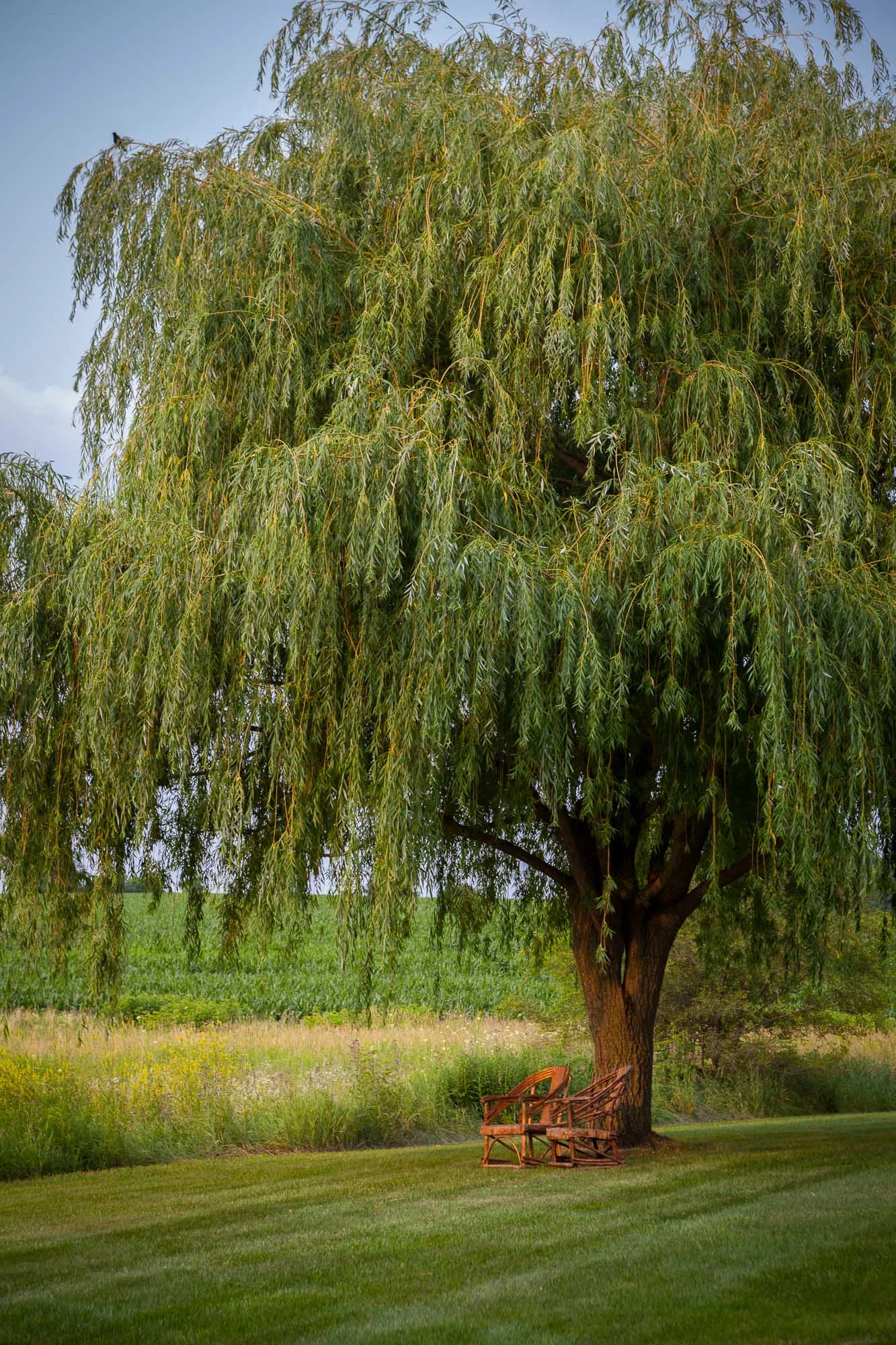 2015_07_04_WalkerSimmons-0361-1.jpg