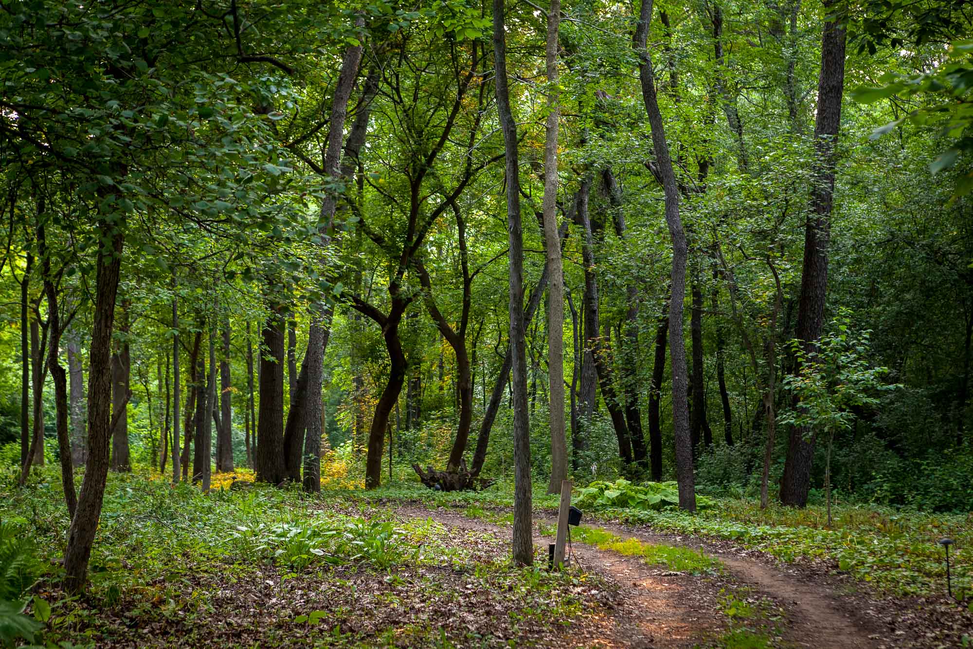 2015_07_04_WalkerSimmons-0373-1.jpg