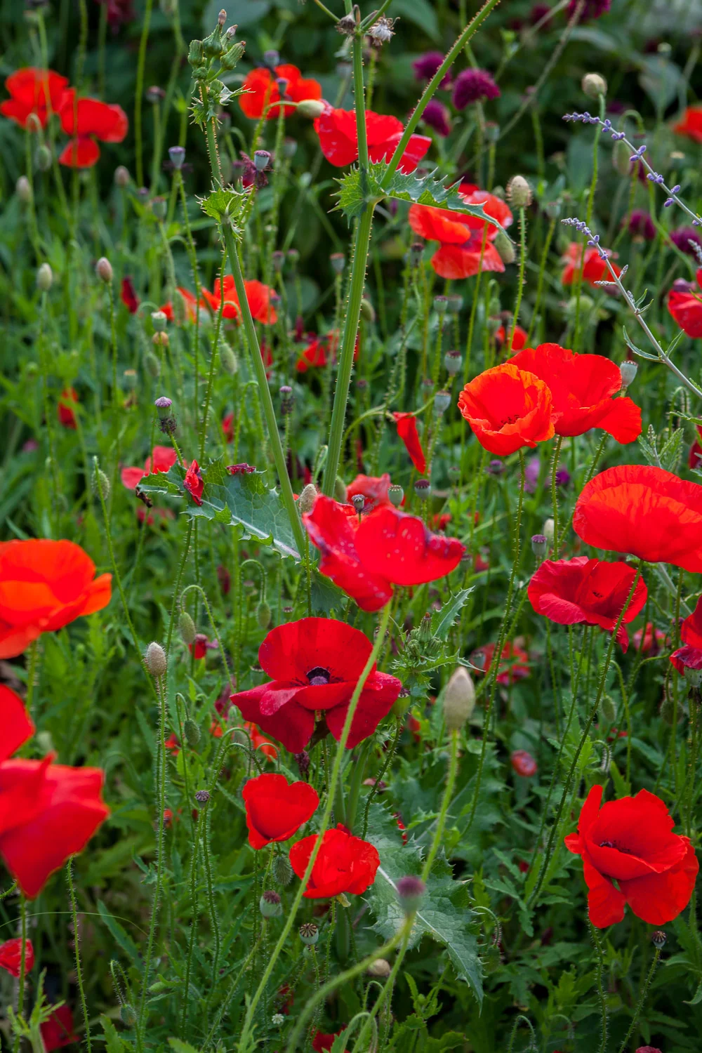 2015_07_04_WalkerSimmons-0352.jpg
