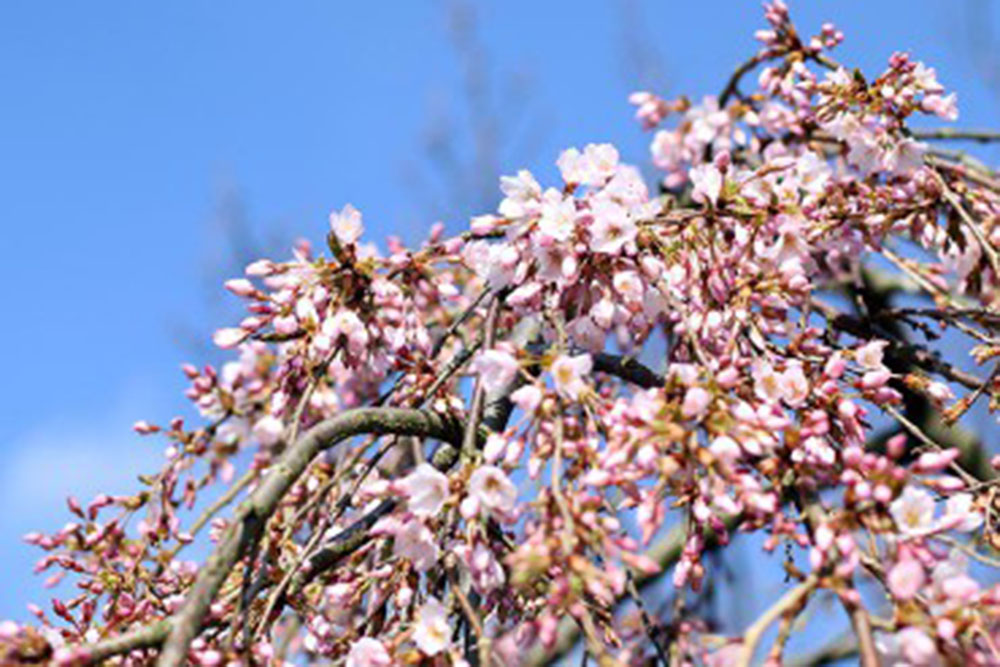 Cherry Blossom.jpg