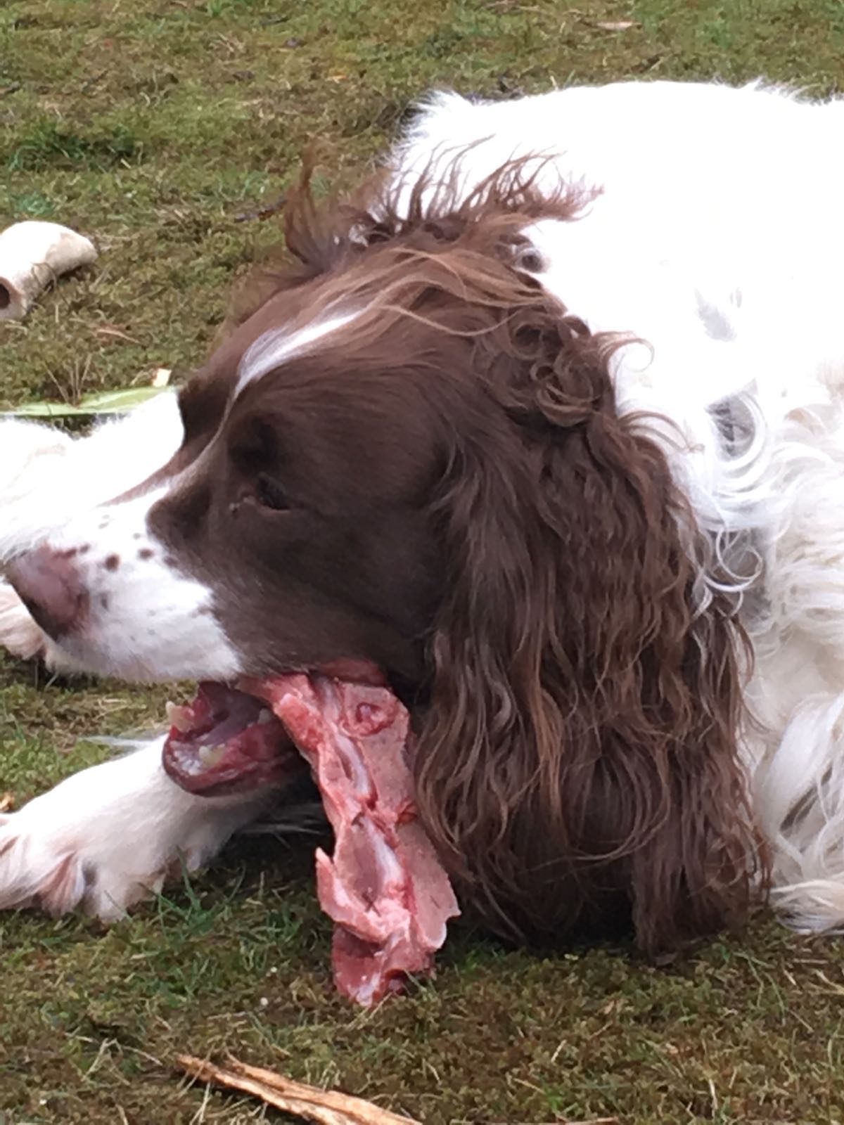 Harris enjoying his treat!