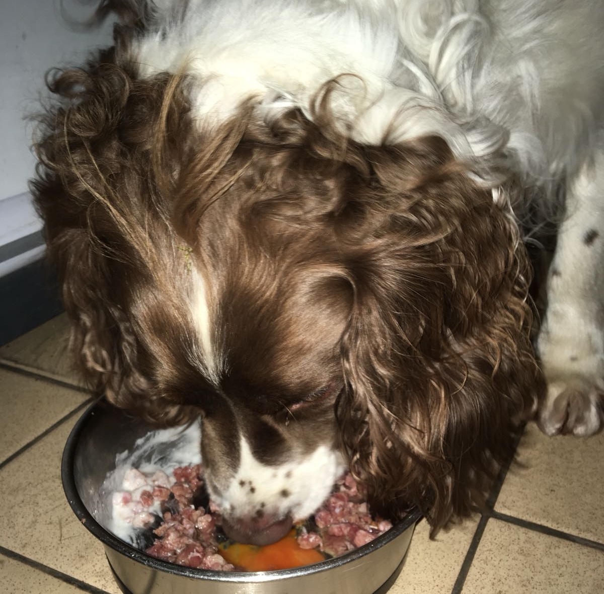 Harris enjoying his food with the addition of an egg yolk and some kefir.