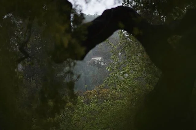 That&rsquo;s the best #photography I can do. Also, catching up on syncing and edits with @adobecreativecloud WILL be useful, but right now it&rsquo;s a real bitch. #landscapephotography #treesofinstagram #naturephotographer #naturalphotography #atxph
