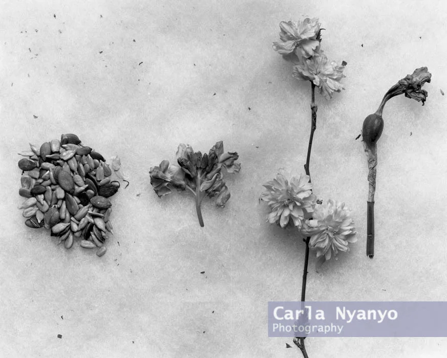 02_flowers_5x4.jpg