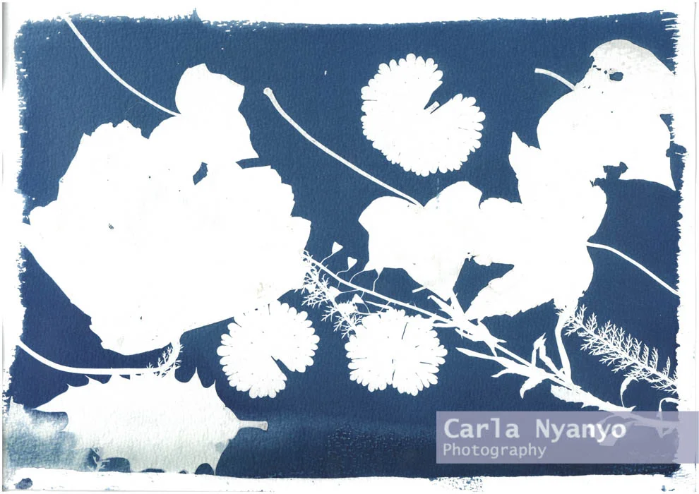 the_cyanotype_process-2.jpg