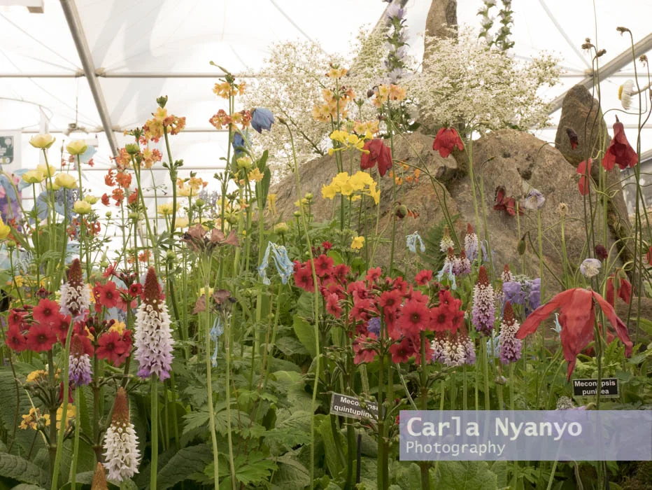 the_chelsea_flower_show_2017-23.jpg