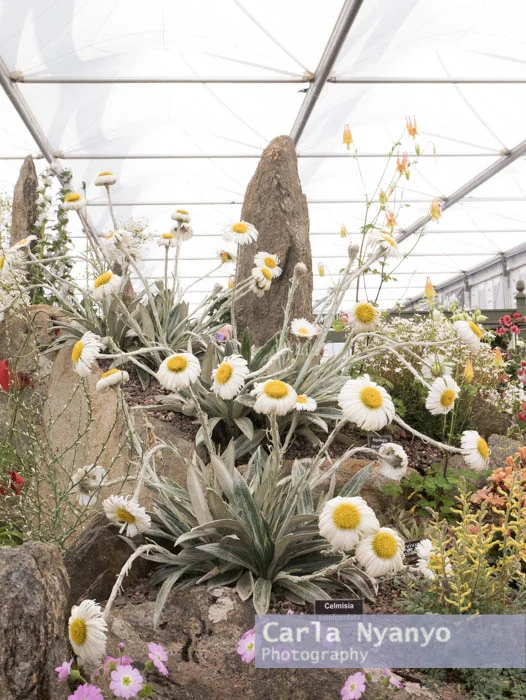 the_chelsea_flower_show_2017-24.jpg