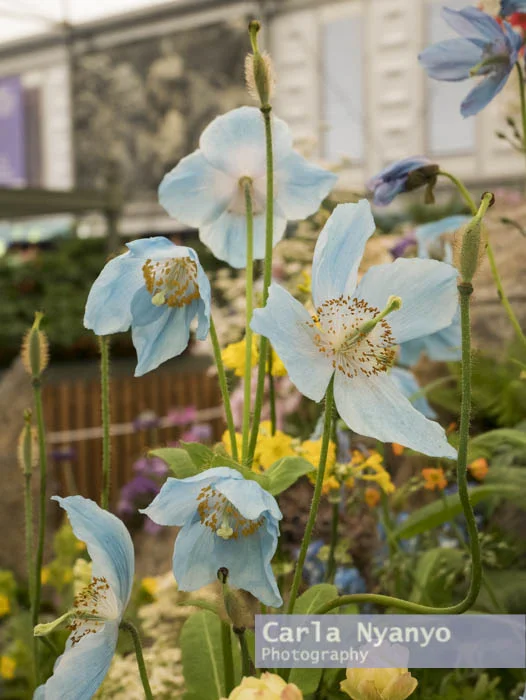 the_chelsea_flower_show_2017-25.jpg