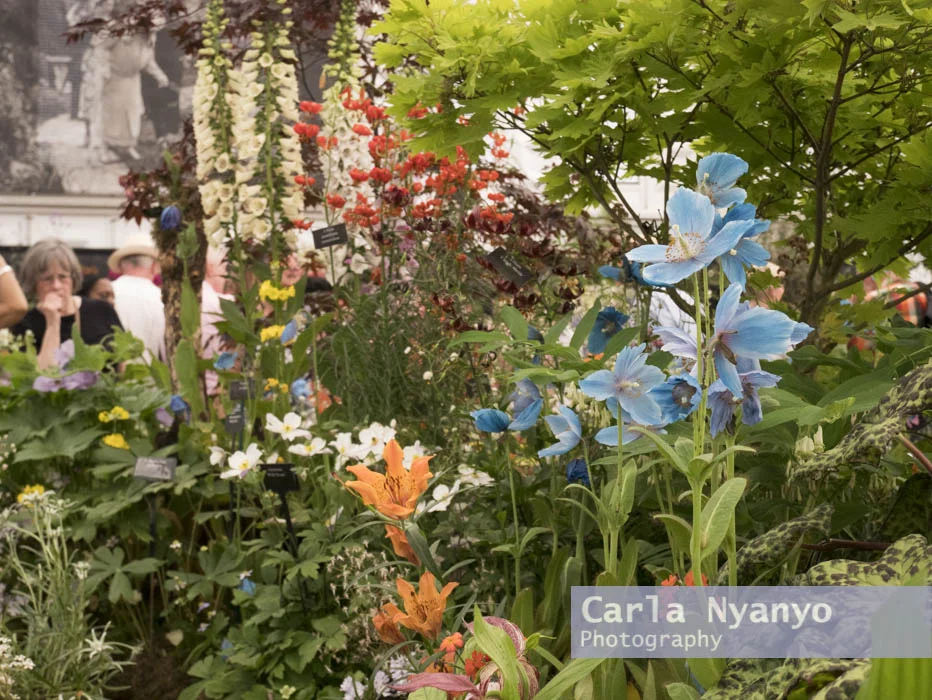 the_chelsea_flower_show_2017-29.jpg