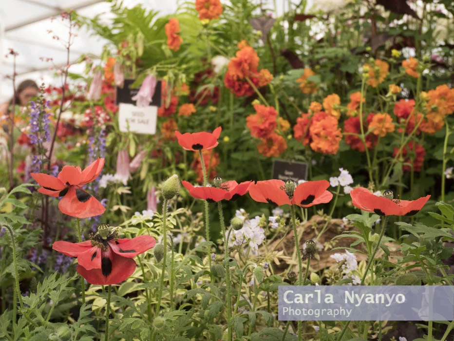the_chelsea_flower_show_2017-30.jpg
