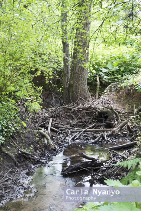 river_sherbourne-126.jpg