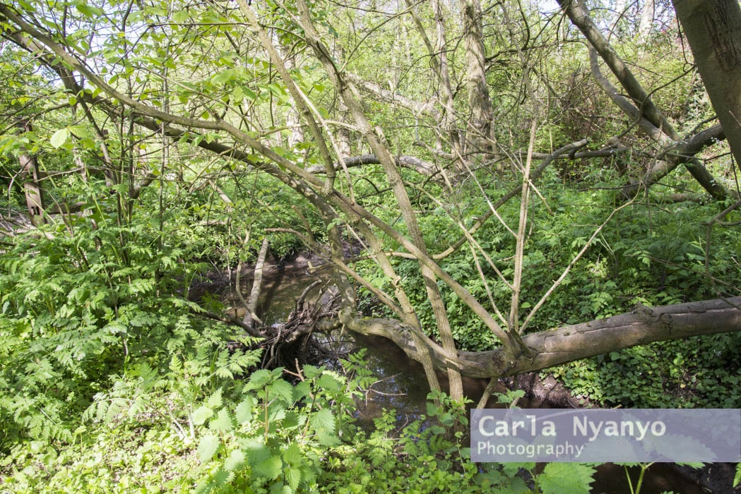 river_sherbourne-131.jpg