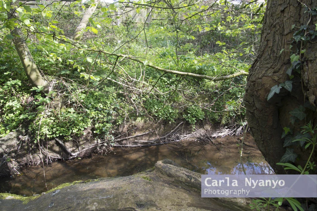 river_sherbourne-134.jpg