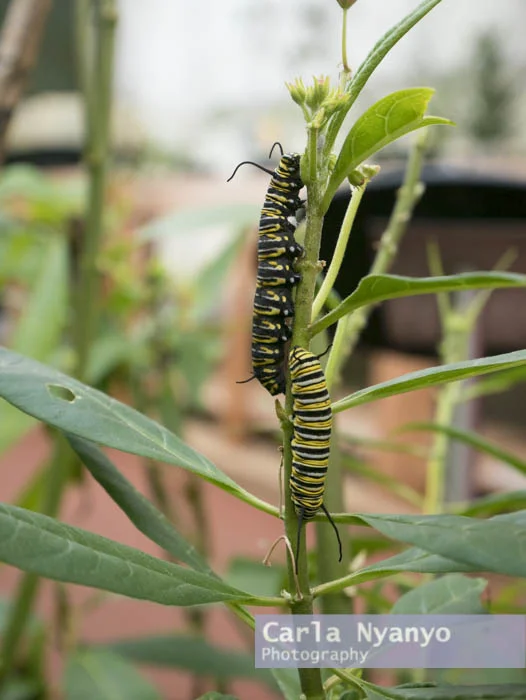 stratford_butterfly_farm_2017-2.jpg