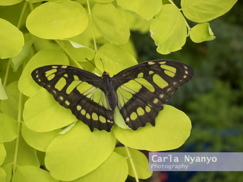 stratford_butterfly_farm_2017-8.jpg