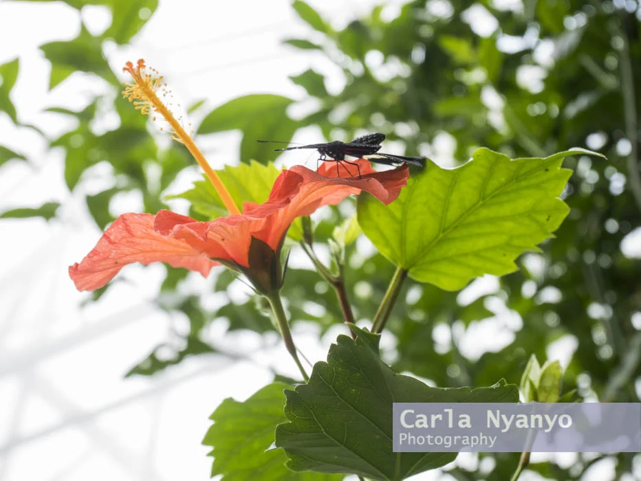 stratford_butterfly_farm_2017-9.jpg